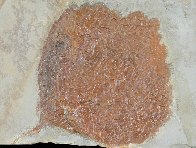 Detailed Fossil Leaf (Zizyphoides) - Montana #68298